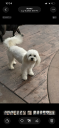 Lost Female Dog last seen Midway, between Grand and Midway , Escondido, CA 92027