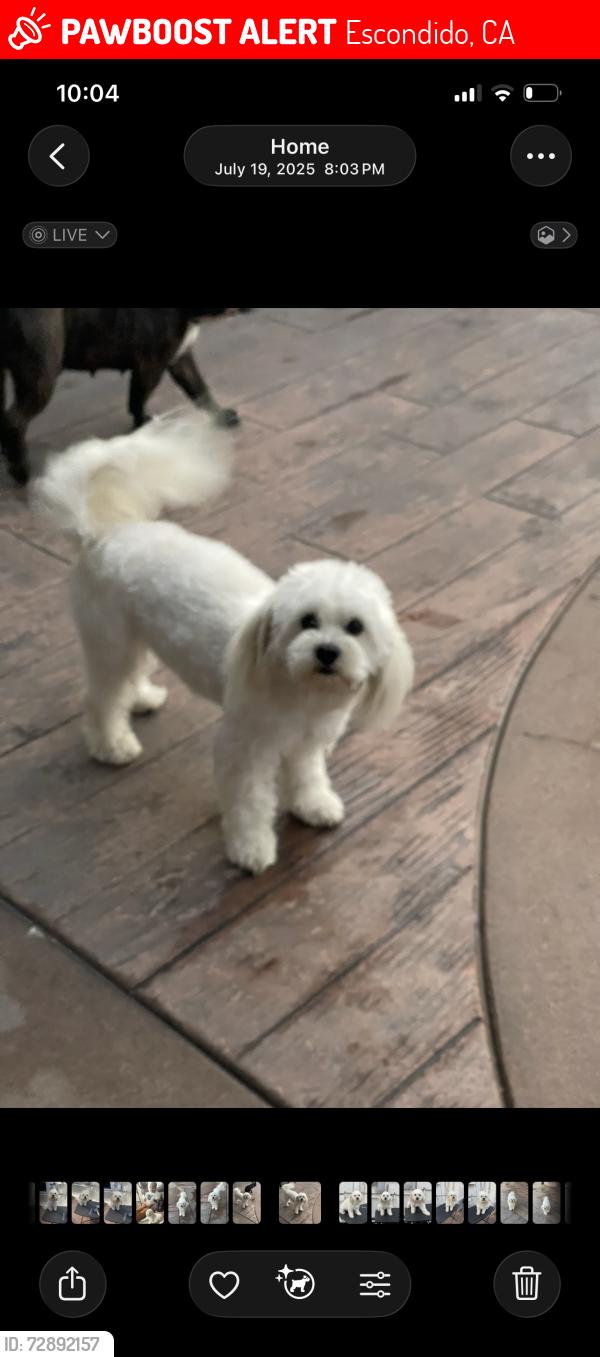 Lost Female Dog last seen Midway, between Grand and Midway , Escondido, CA 92027