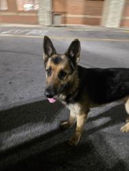 Found/Stray Male Dog last seen Wendy's Parking Lot, Ellenwood, GA 30294