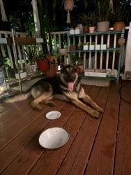 Found/Stray Male Dog last seen Friendship Church Rd SW, Marietta, GA 30064