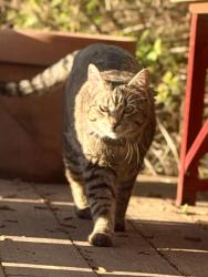 Lost Female Cat last seen Holy Apostles Greek Orthodox, Shoreline, WA 98133