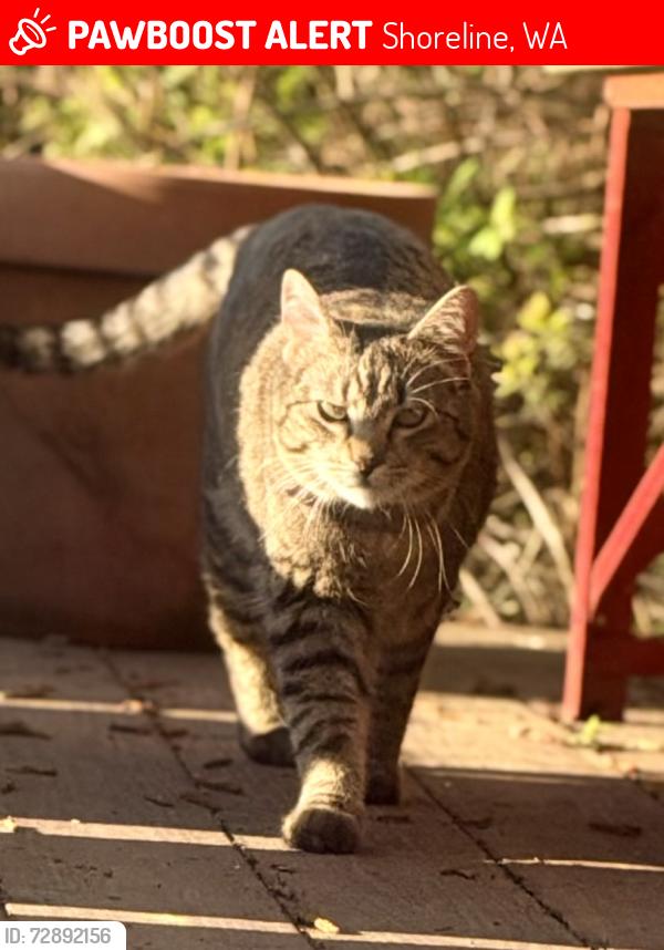 Lost Female Cat last seen Holy Apostles Greek Orthodox, Shoreline, WA 98133