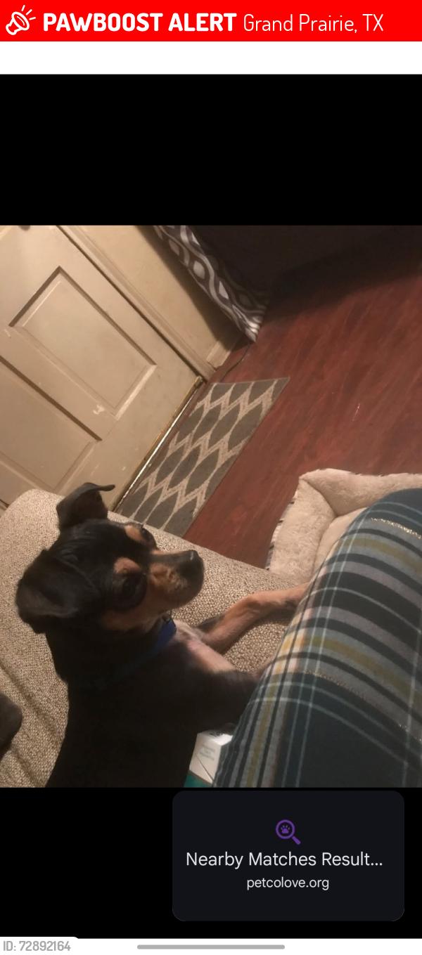 Lost Male Dog last seen Royal ave grandprairie 75051, Grand Prairie, TX 75051
