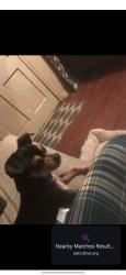 Lost Male Dog last seen Royal ave grandprairie 75051, Grand Prairie, TX 75051