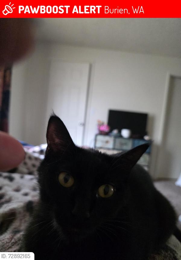 Lost Male Cat last seen Near 455 S 156th St, Burien, WA 98148, Burien, WA 98148
