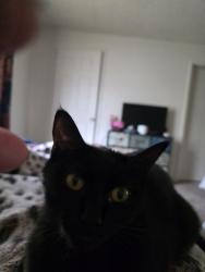 Lost Male Cat last seen Near 455 S 156th St, Burien, WA 98148, Burien, WA 98148