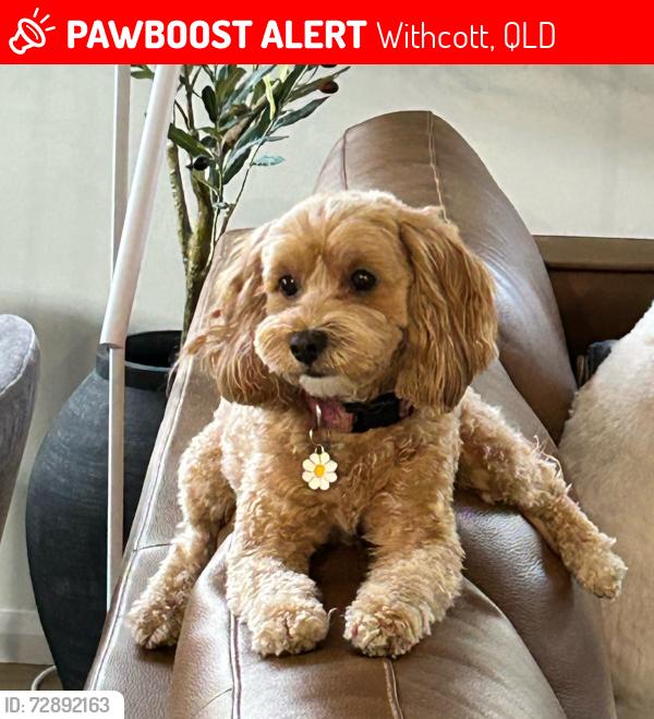 Lost Female Dog last seen Tabletop Road near Berghofer Dr, Withcott, QLD 4352