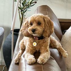 Lost Female Dog last seen Tabletop Road near Berghofer Dr, Withcott, QLD 4352