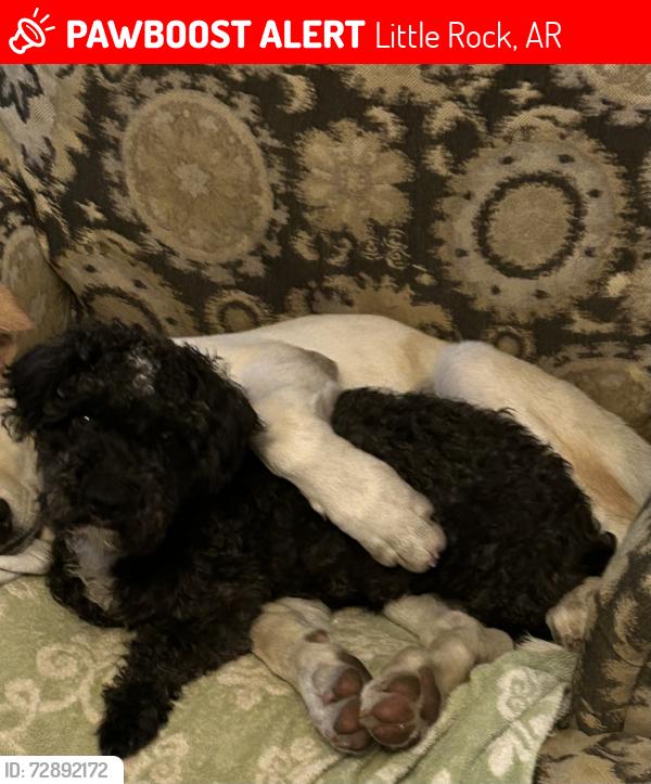 Lost Male Dog last seen West Dixon Road, Little Rock, AR 72206