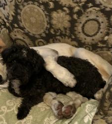 Lost Male Dog last seen West Dixon Road, Little Rock, AR 72206