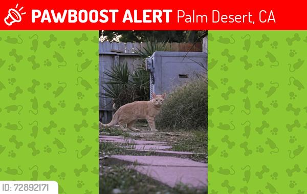 Lost Male Cat last seen Depp canyon and portola ave , Palm Desert, CA 92260