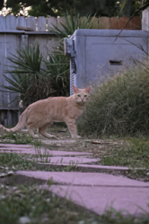Lost Male Cat last seen Depp canyon and portola ave , Palm Desert, CA 92260