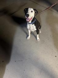 Found/Stray Male Dog last seen Headley and oaktree, Tucson, AZ 85746