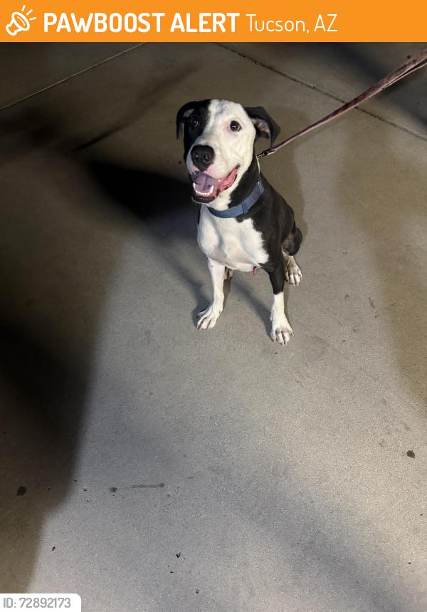 Found/Stray Male Dog last seen Headley and oaktree, Tucson, AZ 85746
