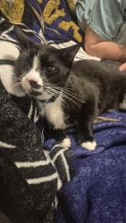 Found/Stray Unknown Cat last seen DEW DROP LN GETTYSBURG , Gettysburg, PA 17325