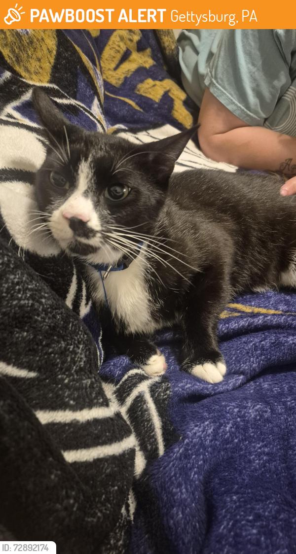 Found/Stray Unknown Cat last seen DEW DROP LN GETTYSBURG , Gettysburg, PA 17325