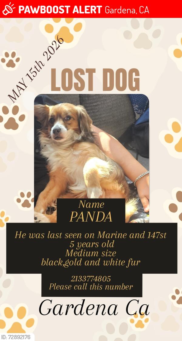 Lost Male Dog last seen 147st & miller ave Gardena ca 90249, Gardena, CA 90260