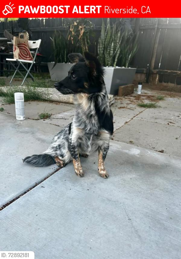 Lost Female Dog last seen Iris St, Riverside, CA 92507