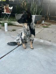 Lost Female Dog last seen Iris St, Riverside, CA 92507