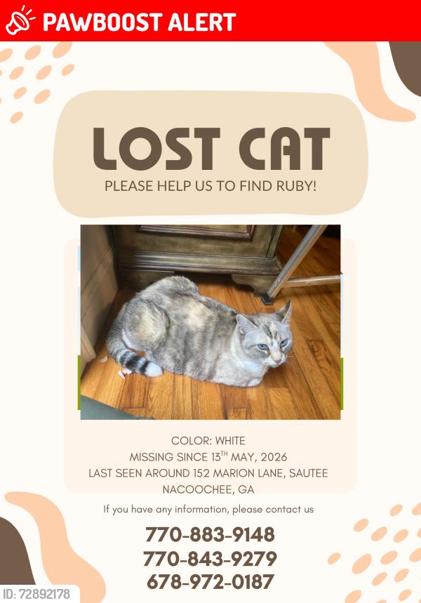 Lost Female Cat last seen Hwy 356, Bethel Church, Sautee Nacoochee, GA 30571