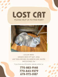 Lost Female Cat last seen Hwy 356, Bethel Church, Sautee Nacoochee, GA 30571