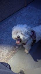 Found/Stray Unknown Dog last seen War bonnet, Las Vegas, NV 89113