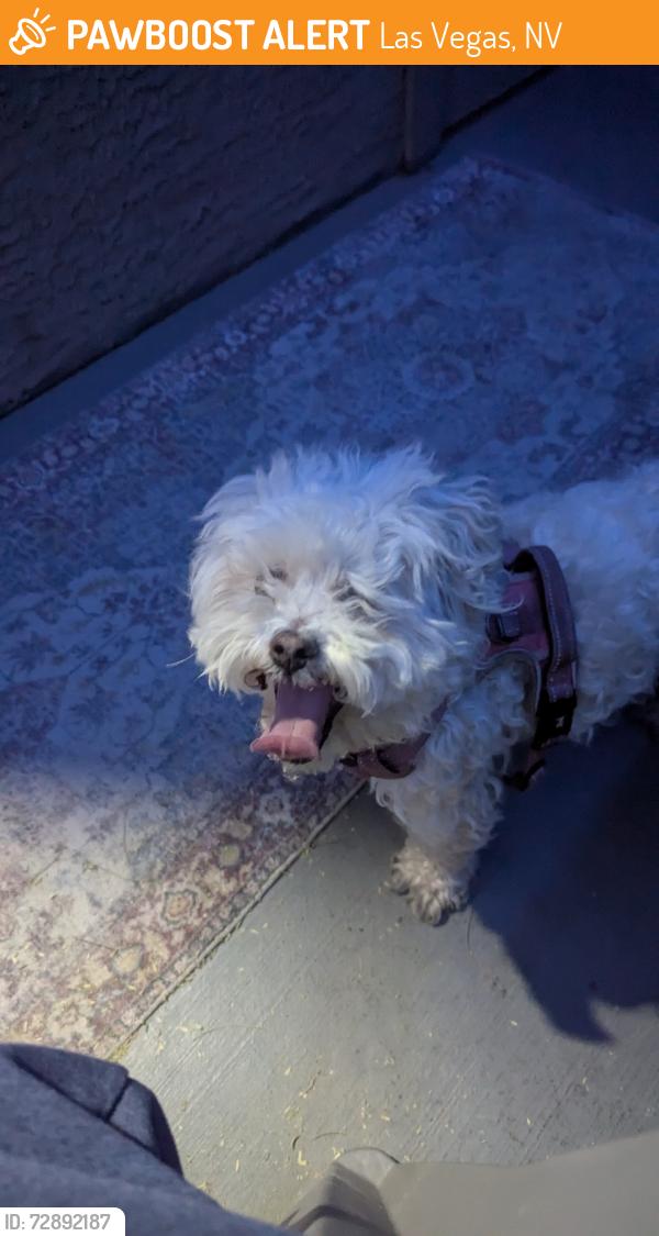 Found/Stray Unknown Dog last seen War bonnet, Las Vegas, NV 89113