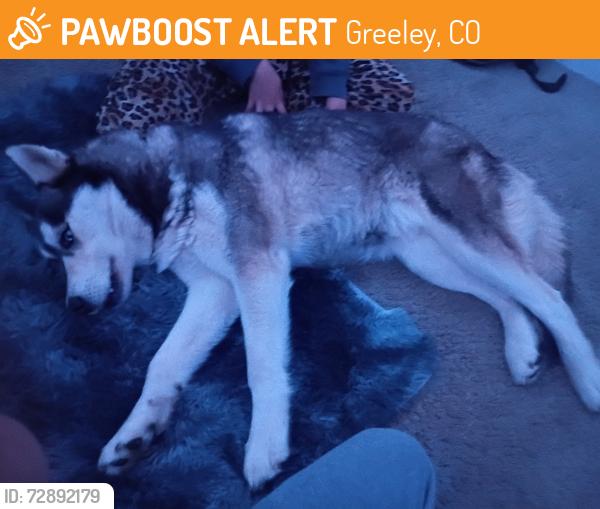 Found/Stray Female Dog last seen At 514 10th st, Greeley, CO 80631