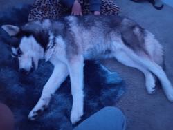 Found/Stray Female Dog last seen At 514 10th st, Greeley, CO 80631