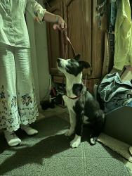 Found/Stray Male Dog last seen San Joaquin St and Channel, STOCKTON, Stockton, CA 95202