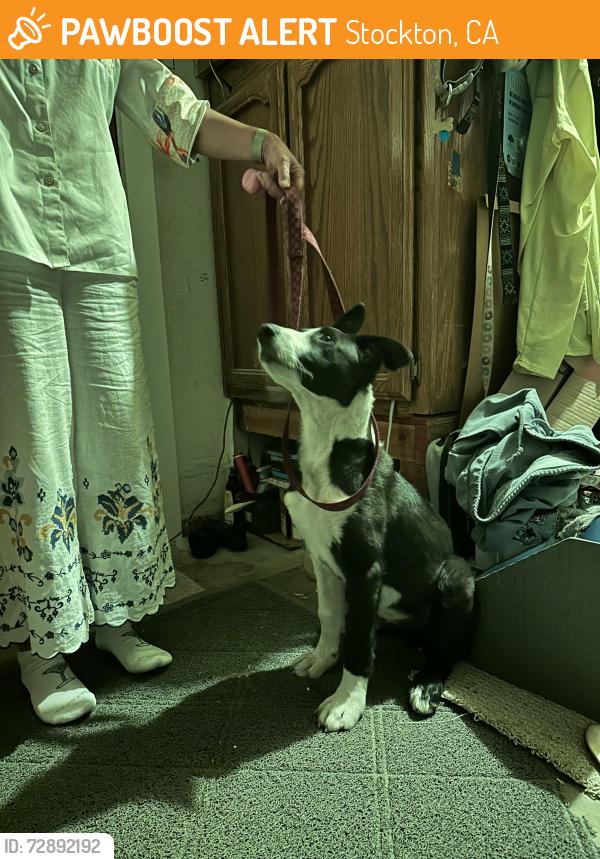Found/Stray Male Dog last seen San Joaquin St and Channel, STOCKTON, Stockton, CA 95202