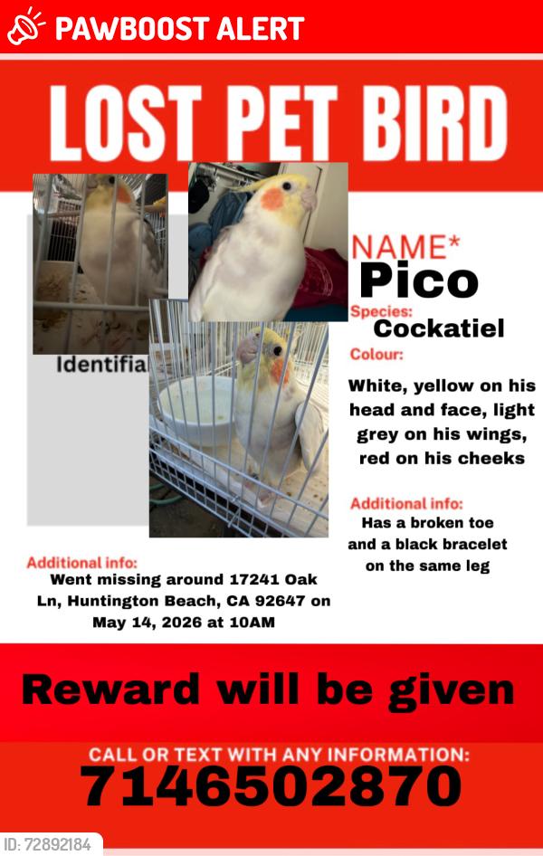 Lost Male Bird last seen Seen flying towards the rainbow environment services gardage place, Huntington Beach, CA 92647