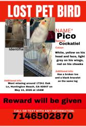 Lost Male Bird last seen Seen flying towards the rainbow environment services gardage place, Huntington Beach, CA 92647