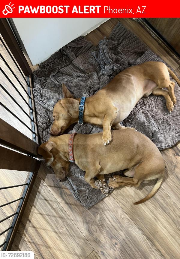 Lost Male Dog last seen Near w Garfield st Phoenix az 85043 , Phoenix, AZ 85043