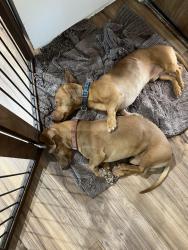 Lost Male Dog last seen Near w Garfield st Phoenix az 85043 , Phoenix, AZ 85043