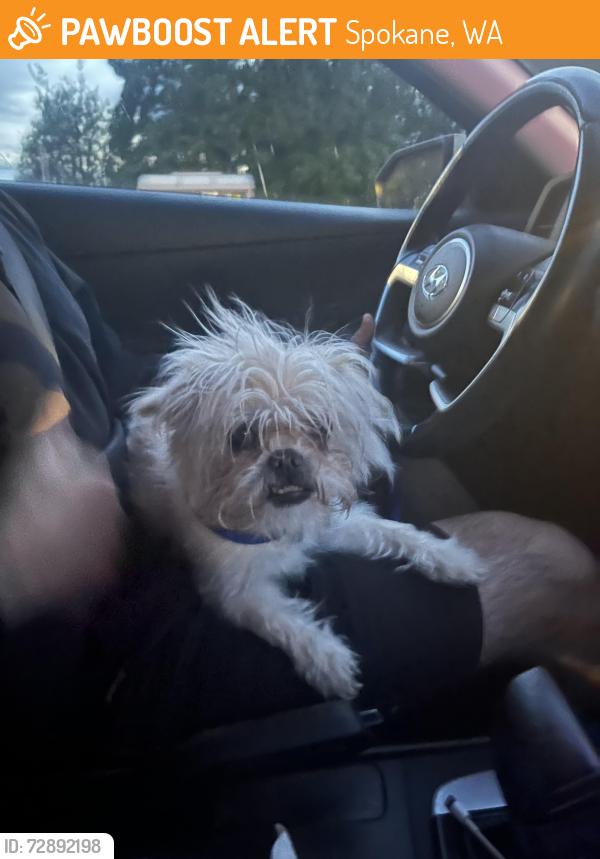 Found/Stray Female Dog last seen Mama Mia’s, Spokane, WA 99217