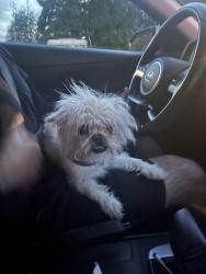 Found/Stray Female Dog last seen Mama Mia’s , Spokane, WA 99217