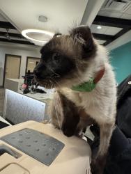 Found/Stray Female Cat last seen Archetto Dr, El Dorado Hills, CA 95762