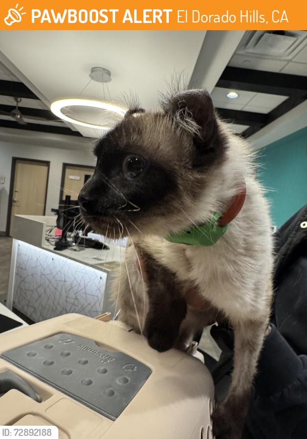 Found/Stray Female Cat last seen Archetto Dr, El Dorado Hills, CA 95762
