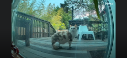 Found/Stray Unknown Cat last seen Woodstock and 68, Portland, OR 97206