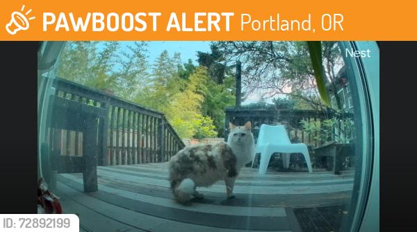 Found/Stray Unknown Cat last seen Woodstock and 68, Portland, OR 97206
