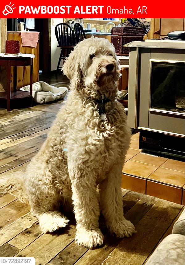 Lost Male Dog last seen Near Branch Road, in our yard, Omaha, AR 72662