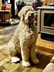 Lost Male Dog last seen Near Branch Road, in our yard, Omaha, AR 72662