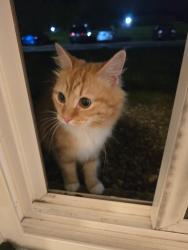 Reunited Unknown Cat last seen Hearne rd off Rybolt off Harrison ave, Cincinnati, OH 45248