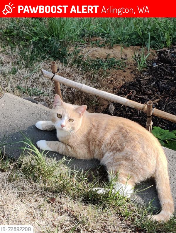 Lost Male Cat last seen Stanwood Bryant Road, Espe Road , Arlington, WA 98223