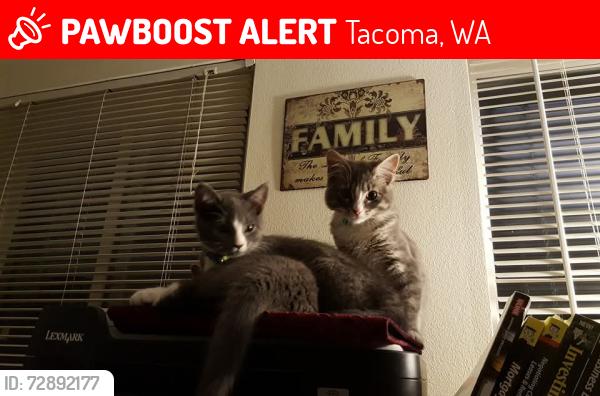 Lost Female Cat last seen 64th & Yakima Ave S, Tacoma, WA 98408