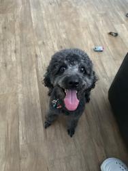 Lost Female Dog last seen Tom Thumb Dr & Harlow BLVD , Jacksonville, FL 32210