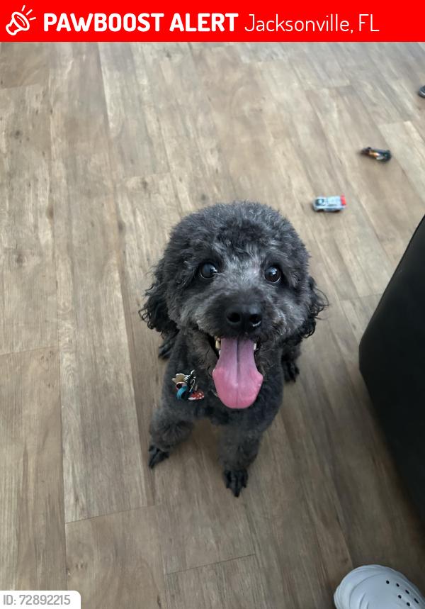Lost Female Dog last seen Tom Thumb Dr & Harlow BLVD , Jacksonville, FL 32210