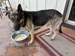 Found/Stray Male Dog last seen 30th ave and Gail , Phoenix, AZ 85029