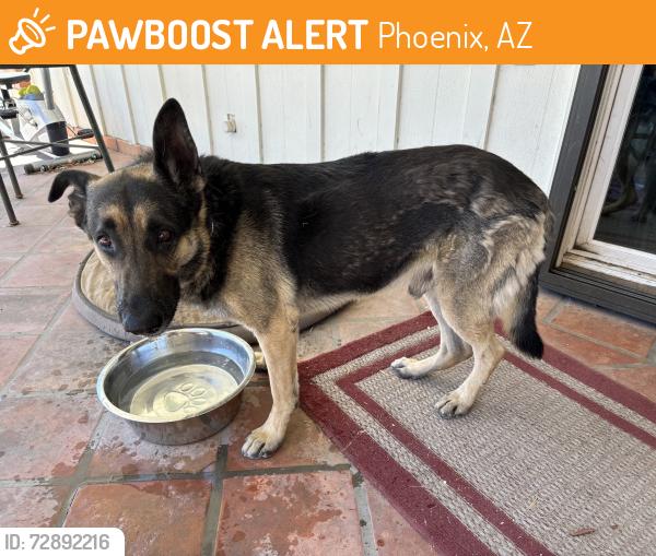 Found/Stray Male Dog last seen 30th ave and Gail , Phoenix, AZ 85029